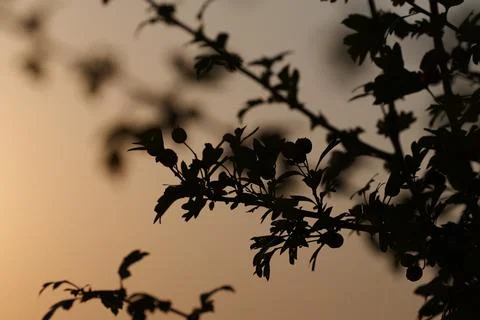 Branch of a small tree against the light Fotos de archivo
