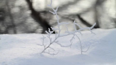 Branch in snow. Stock-Footage 1068194