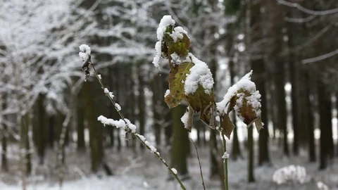 Branch in the snow Stockbeeldmateriaal 83172918