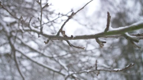 Branch with snow on it Stock Footage 86789908