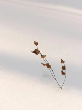 Branch in the snow Stock Photos