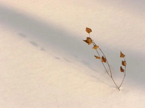 Branch in the snow Stock Photos