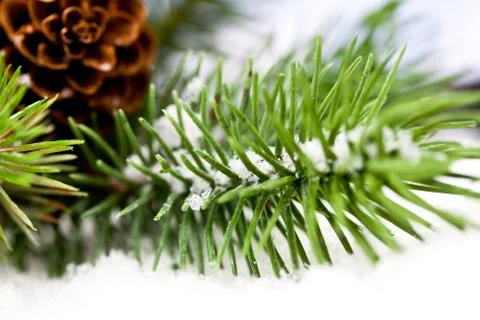 Branch with snow Foto stock