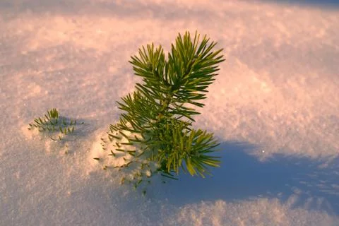 Branch in the snow Stock Photos