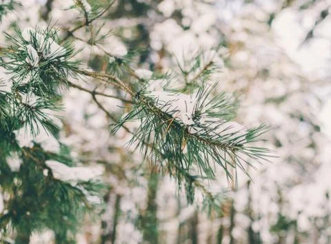 Branch In SNow Stock Photos