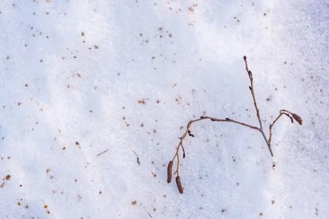 Branch in the snow. Stock Photos