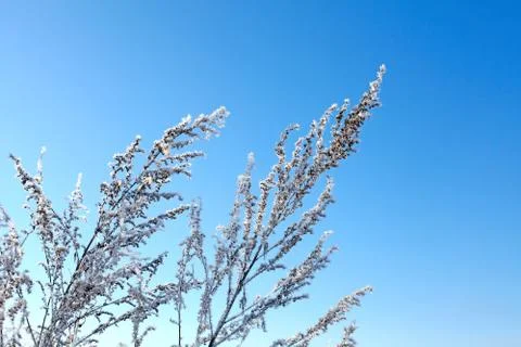 Branch in the Snow Foto stock