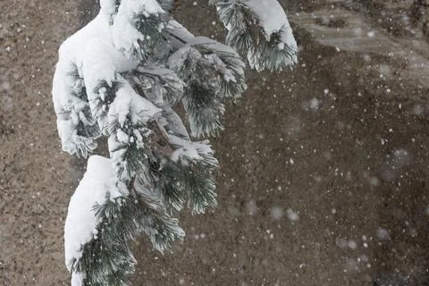 Branch with snow Stock Photos