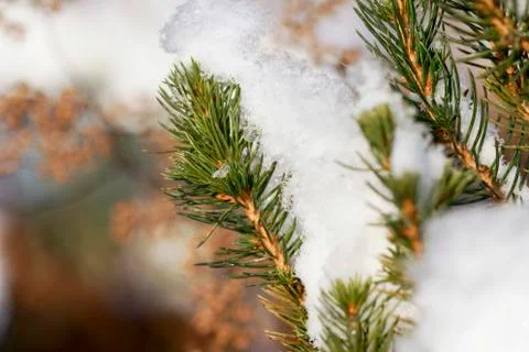 Branch snow pine tree in winter forest sunlight Stock Photos