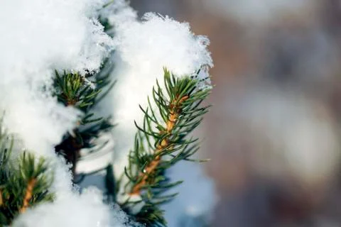 Branch snow pine tree in winter forest sunlight Stock Photos