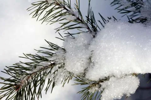 Branch snow pine tree in winter forest sunlight Stock Photos