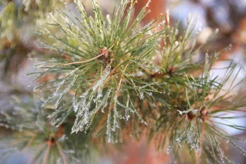 Branch with snow in winter Stock Photos