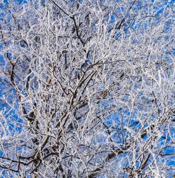 Branch of the snowy tree Stock Photos