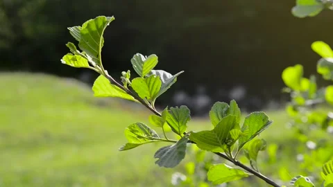 A branch in the soft wind. Stock Footage 133305386