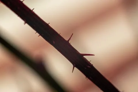 Branch with spikes macro background Stock Photos