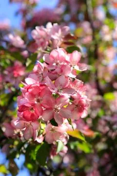 Branch of spring apple tree with beautiful pink flowers Stock Photos
