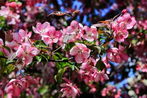 Branch of spring apple tree with beautiful bright pink flowers Stock Photos