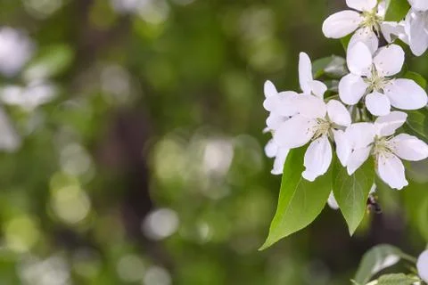Branch of spring apple tree with white flowers, blooming background Stock Photos