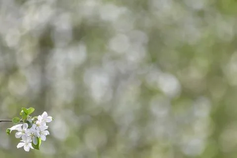 Branch of spring apple tree with white flowers, blooming background Stock Photos