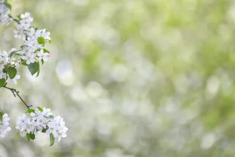 Branch of spring apple tree with white flowers, blooming background Foto stock