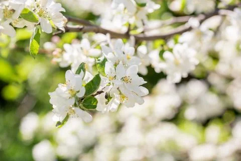 Branch of spring apple tree with white flowers, blooming background Stock Photos