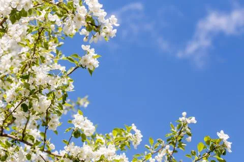 Branch of spring apple tree with white flowers, blooming background Stock Photos