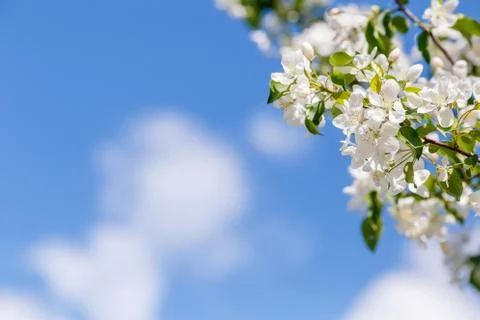 Branch of spring apple tree with white flowers, blooming background Foto stock