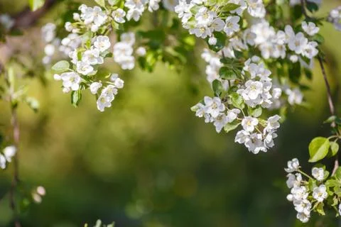 Branch of spring apple tree with white flowers, blooming background Foto stock