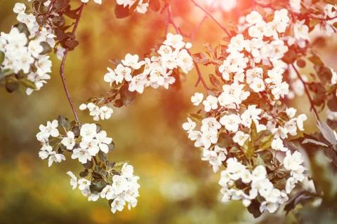 Branch of spring apple tree with white flowers, blooming background Stock Photos