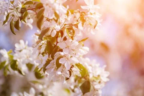 Branch of spring apple tree with white flowers, blooming background Stock Photos
