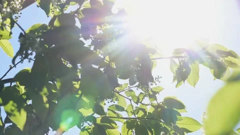 A branch of spring bloom, the sun shining through the leaves Stock Footage 154621796