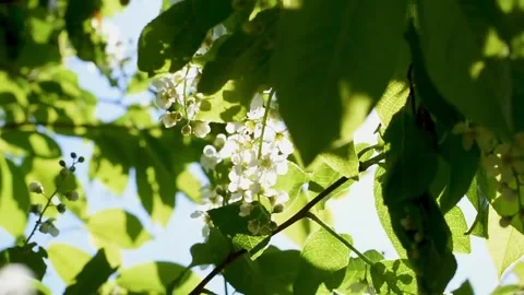 A branch of spring bloom, the sun shining through the leaves Stock Footage 155123353