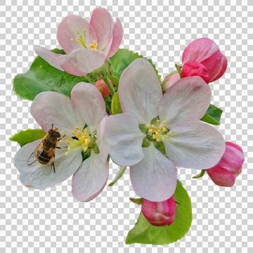 Branch of a spring blooming tree on a transparent background saku Stock Photos