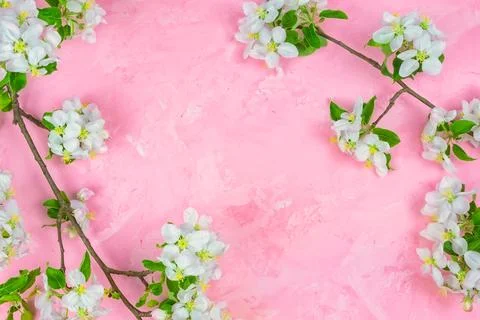 A branch of spring blossoming apple tree on a pink background. Stock Photos