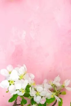 A branch of spring blossoming apple tree on a pink background. Stock Photos