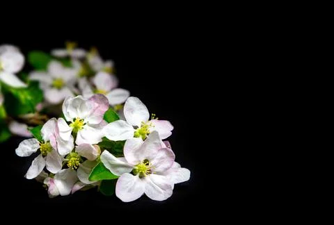 A branch of spring blossoming apple tree on a black background. Stock-Fotos