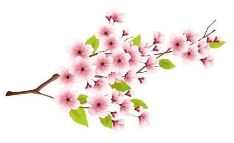 Branch of spring blossoming cherry isolated on white background. Realistic Stock Illustration