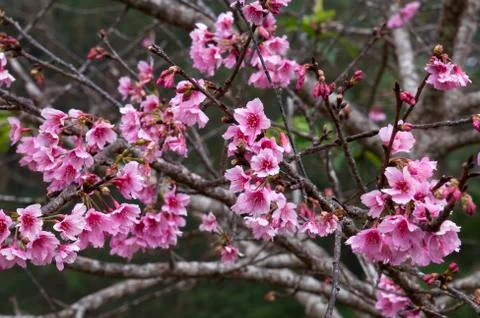 Branch of spring cherry tree blossoms in mae fah luang garden Stock Photos