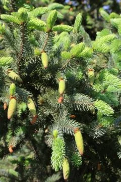 Branch of spring coniferous tree with fresh young cones Stock Photos