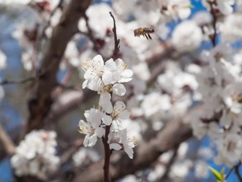 Branch of spring flowering apple tree with blurred background Stock Photos