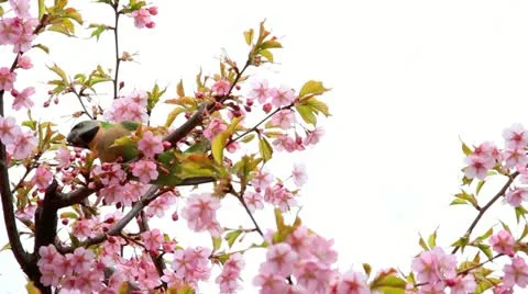 Branch with spring flowers on a cherry tree with bird. Stock Footage 10873813
