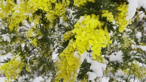 Branch of spring flowers Stock Footage 169058881
