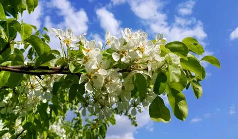 Branch of a spring fruit tree with beautiful white flowers Stock Photos