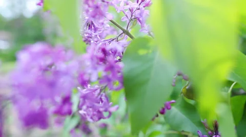 Branch with spring lilac flowers Stock Footage 38185092