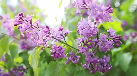 Branch with spring lilac flowers Stock-Footage 39441808