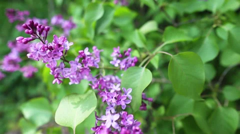 Branch with spring lilac flowers Видео 39838088