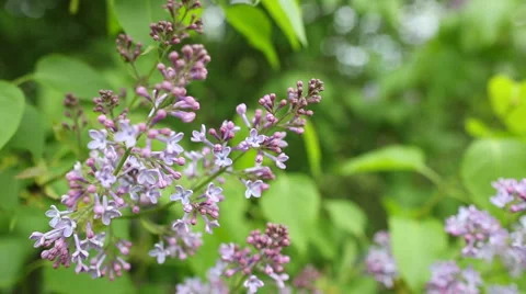 Branch with spring lilac flowers Stockbeeldmateriaal 40755832