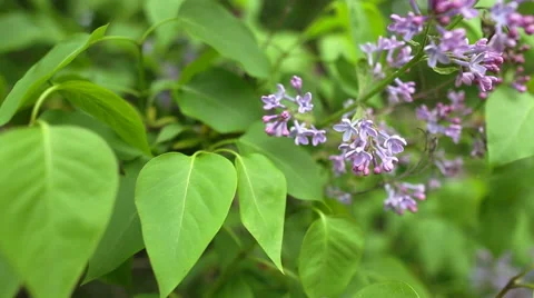 Branch with spring lilac flowers Stock-Footage 41601142