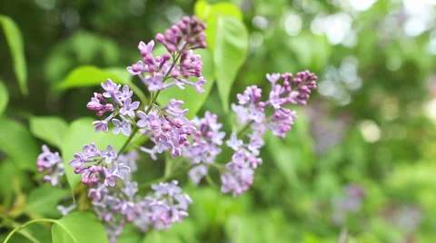 Branch with spring lilac flowers Stock Footage 43099569