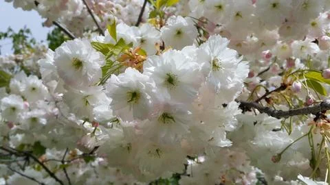 Branch of spring tree with beautiful white flowers Foto stock